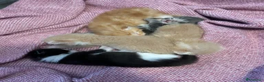 Twin 1 custard 