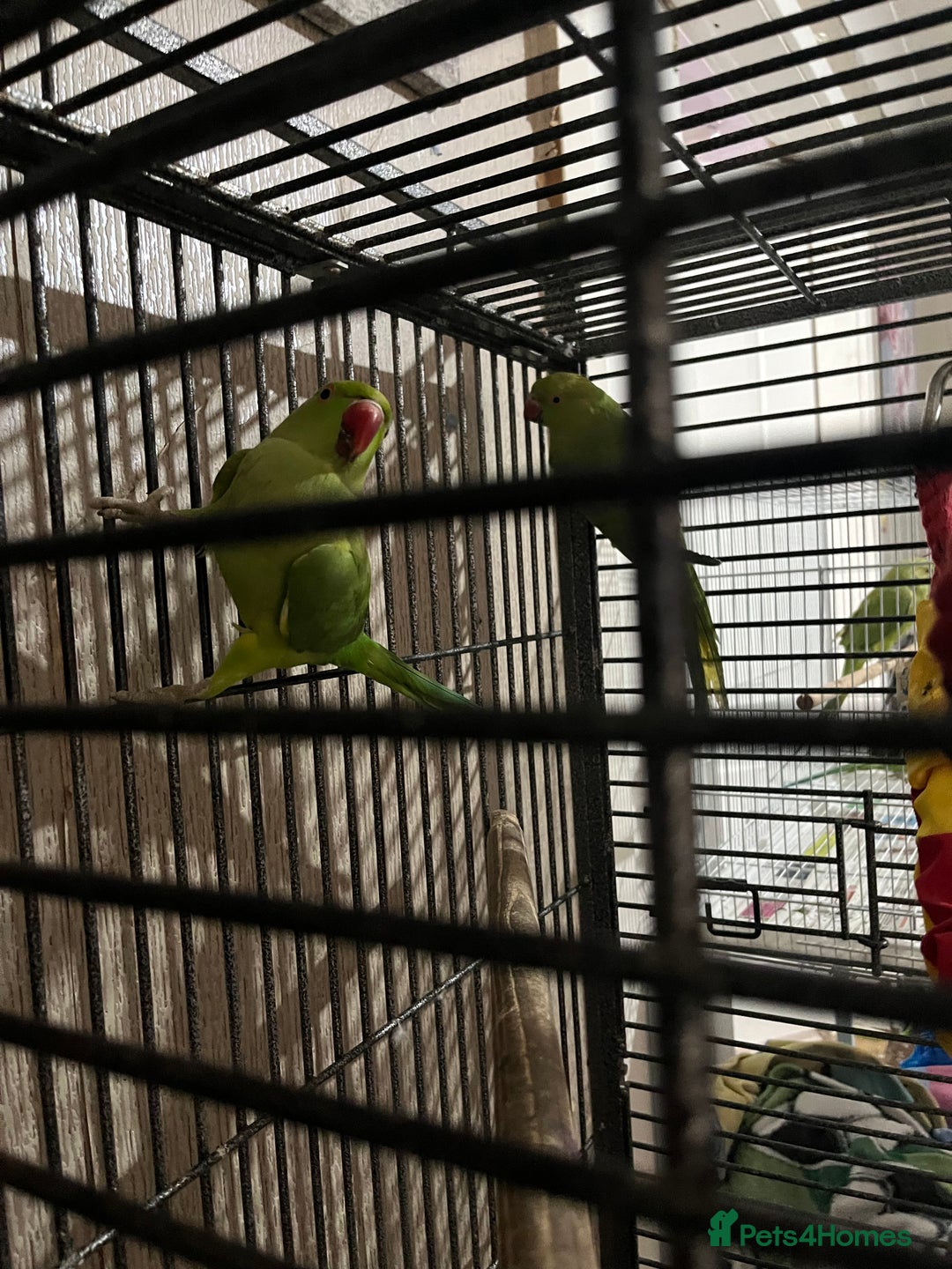 Ringnecks birds for sale: Ring necks for sale in Bolton - Image 2