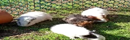 Guinea Pig rodents for sale: Beautiful baby girl piggies  - Advert 9
