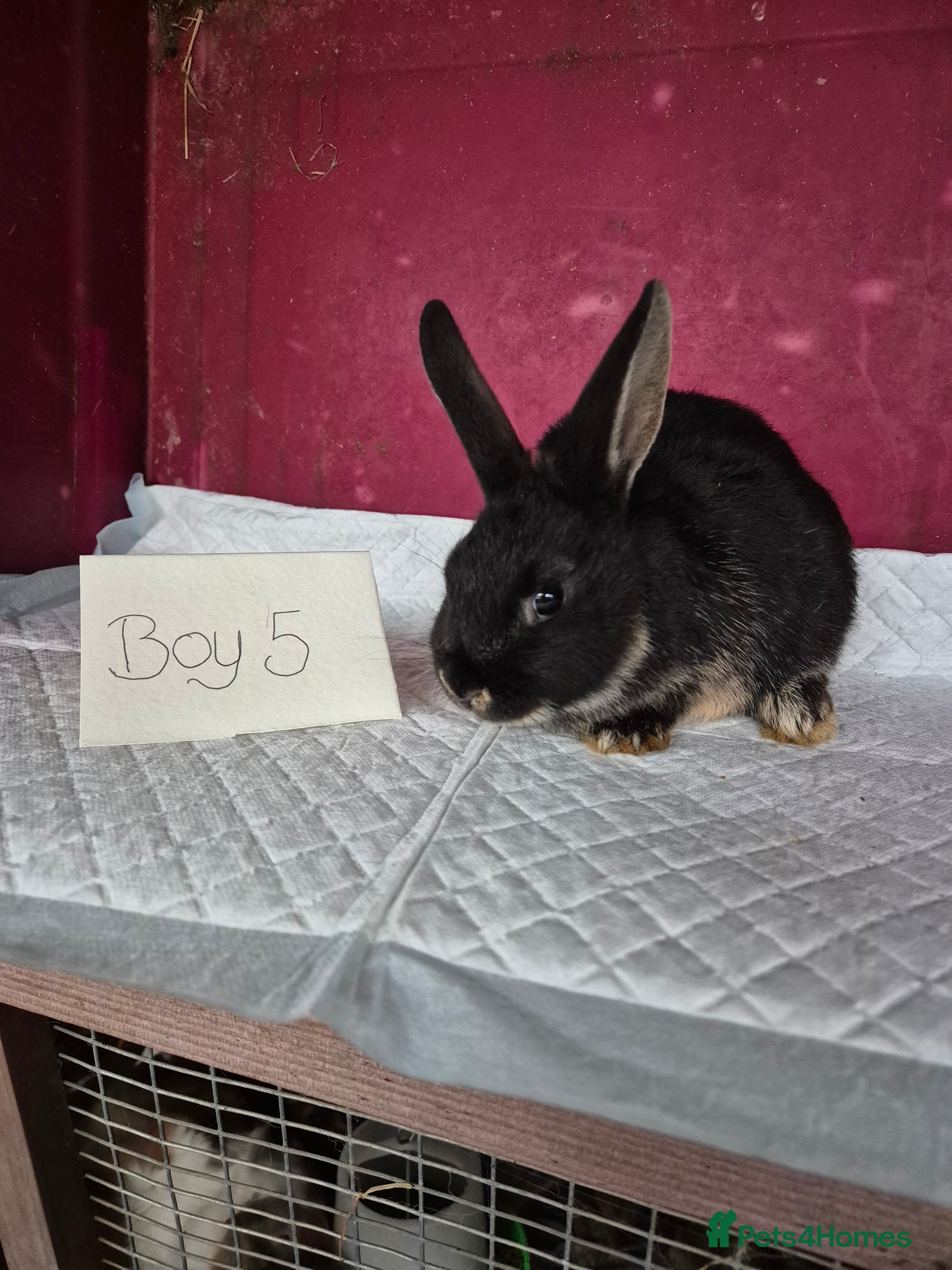 Mini Lop rabbits Bunnies looking for new homes - Advert 13