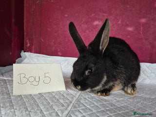 Mini Lop rabbits Bunnies looking for new homes - Advert 8