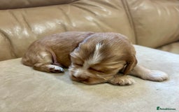 Cocker Spaniel dogs for sale: 4⭐️Licensed KC Reg English Show Cocker Spaniel - Image 18