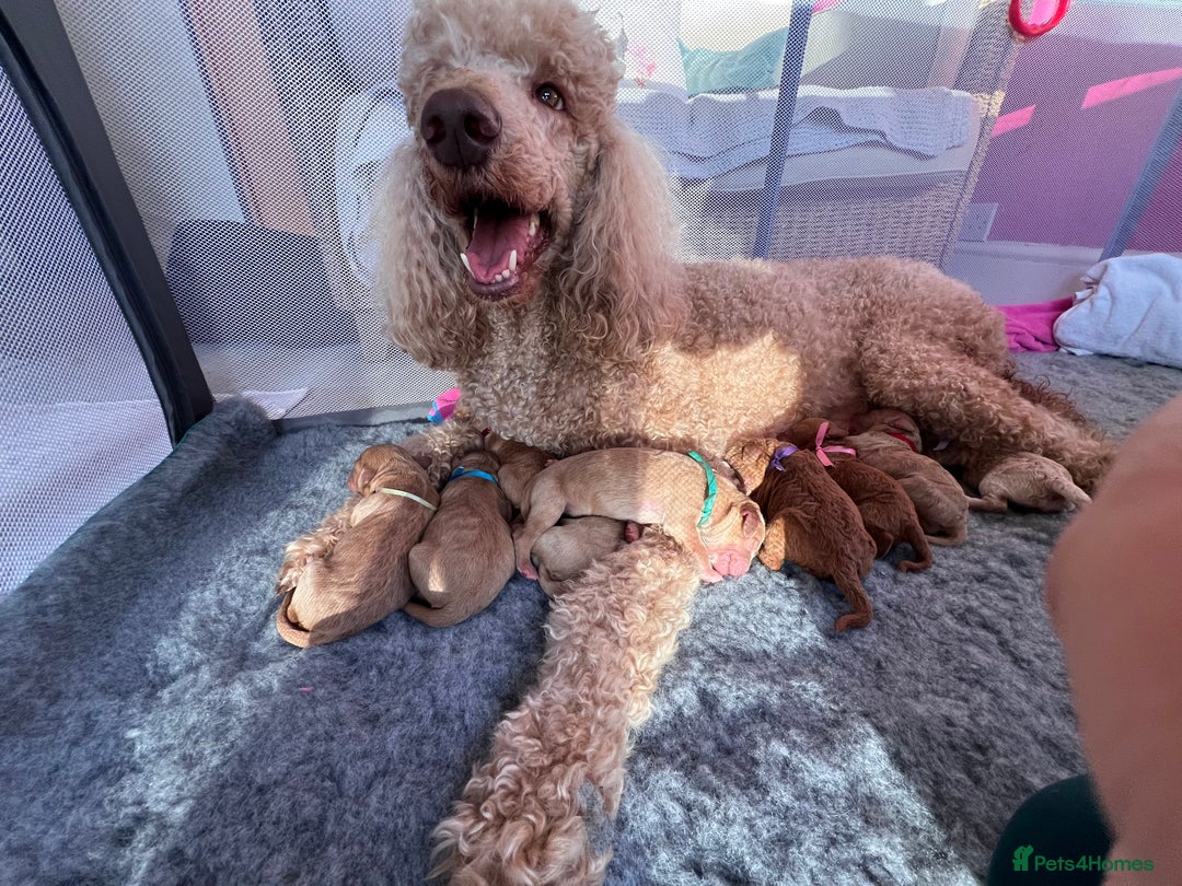 Cockapoo dogs for sale: Apricot F1B Cockapoo puppies - Advert 3