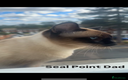 Siamese cats for sale: 2x Beautiful Pedigree Siamese Female Kittens - Image 14