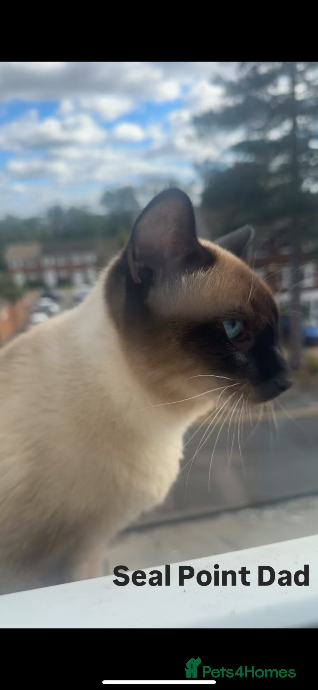 Siamese cats for sale: 2x Beautiful Pedigree Siamese Female Kittens - Image 14