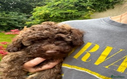 Cavapoo dogs for sale: Beautiful Toy F1b Cavapoo puppies  in Liskeard - Image 37