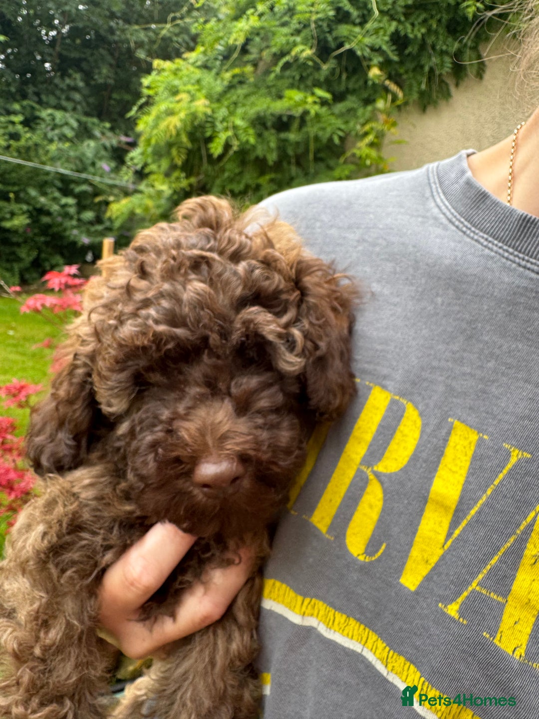 Cavapoo dogs for sale: Beautiful Toy F1b Cavapoo puppies  in Liskeard - Image 37