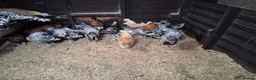 Chickens poultry for sale: Appenzella all female  - Advert 3