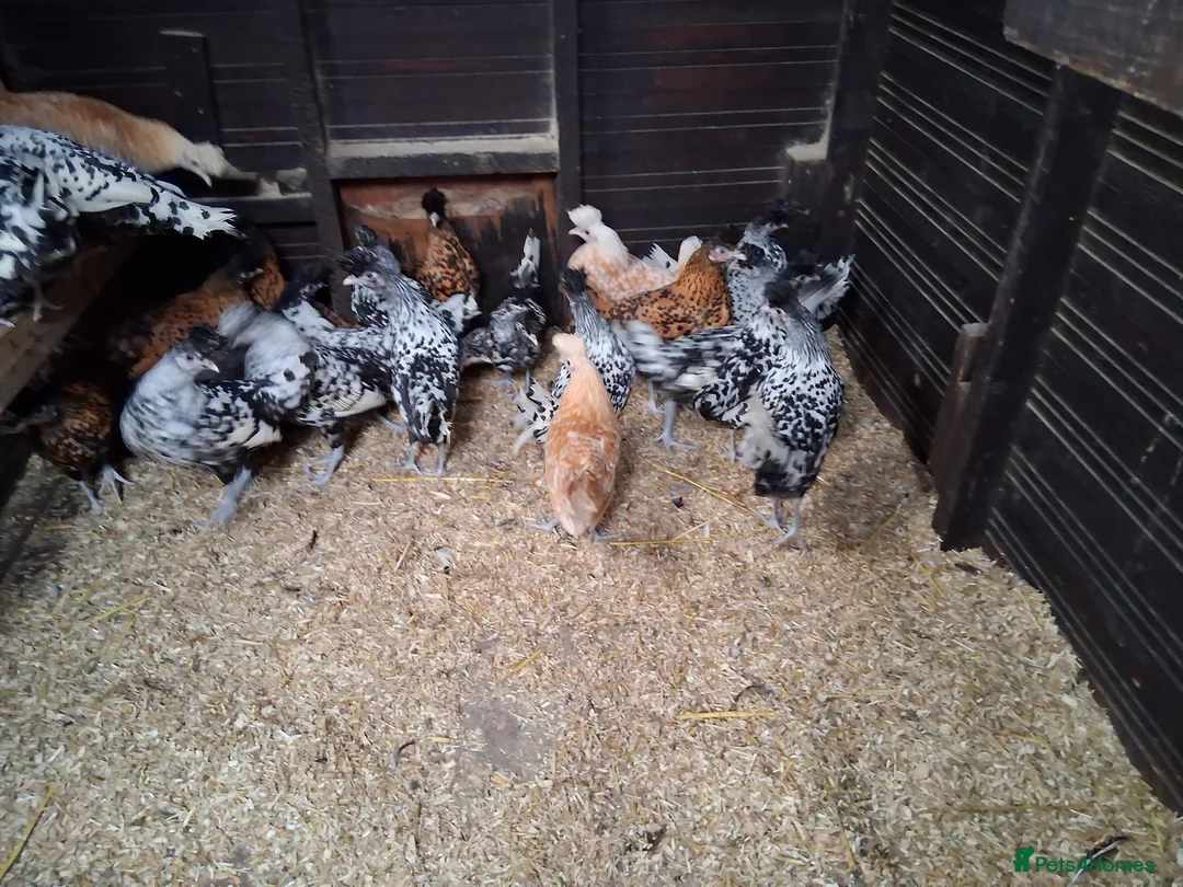 Chickens poultry for sale: Appenzella all female  - Advert 3
