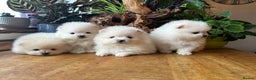 Pomeranian dogs for sale: KC white pomeranians  for reservation!  - Advert 2
