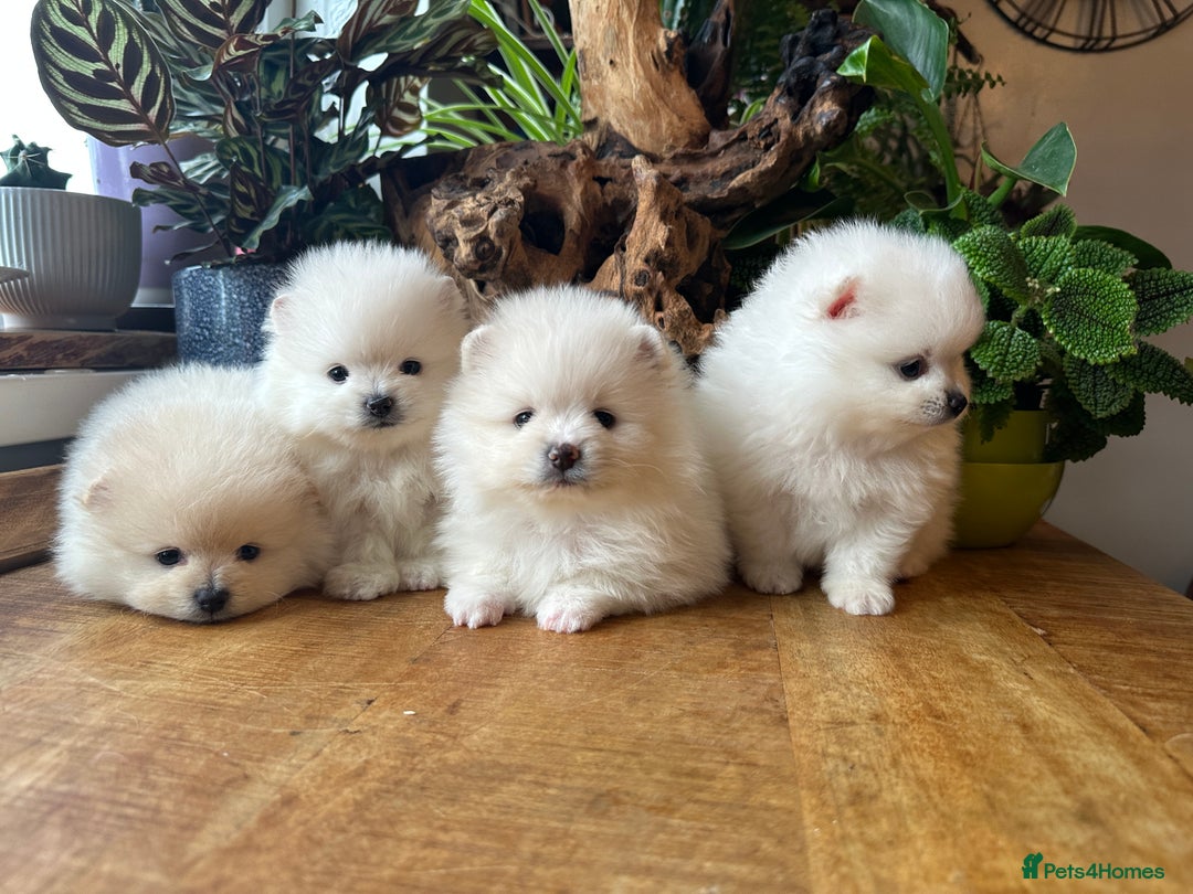 Pomeranian dogs for sale: KC white pomeranians  for reservation!  - Advert 2