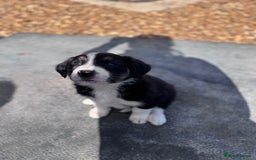 Border Collie dogs for sale: Beautiful working/Pet Collie pups - Image 12
