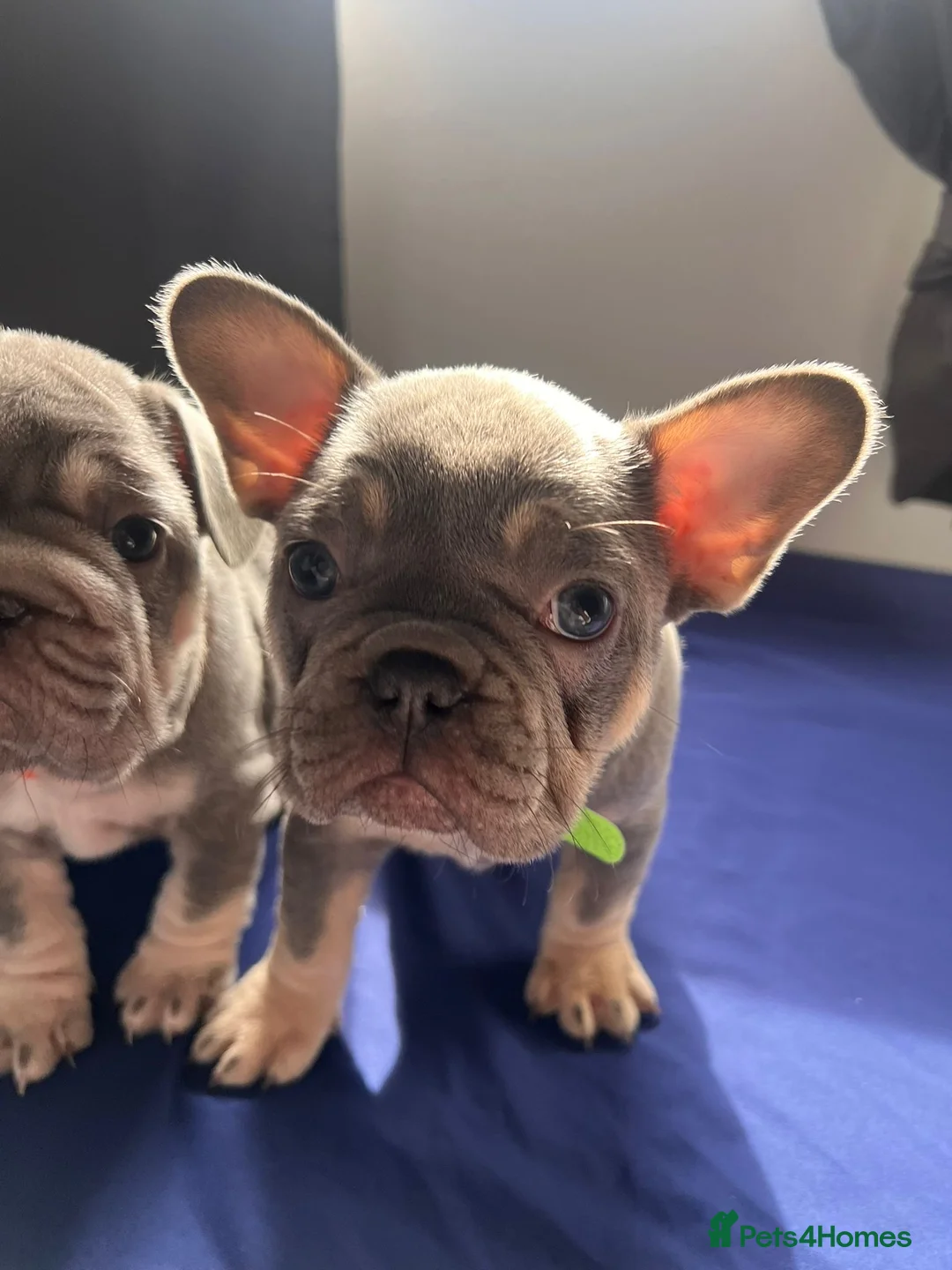 French Bulldog dogs for sale: Quality French Bulldog Lilac & Tan Puppies - Advert 32