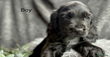 Cocker Spaniel dogs - Advert 9