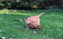 Goldador dogs for sale: Chunky red Goldadors, ready now  - Image 9