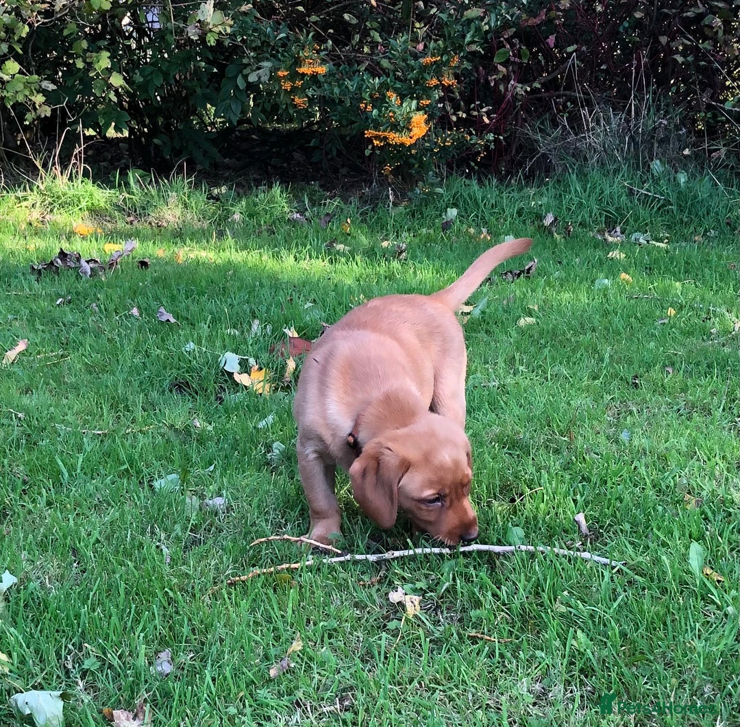 Goldador dogs for sale: Chunky red Goldadors, ready now  - Image 9