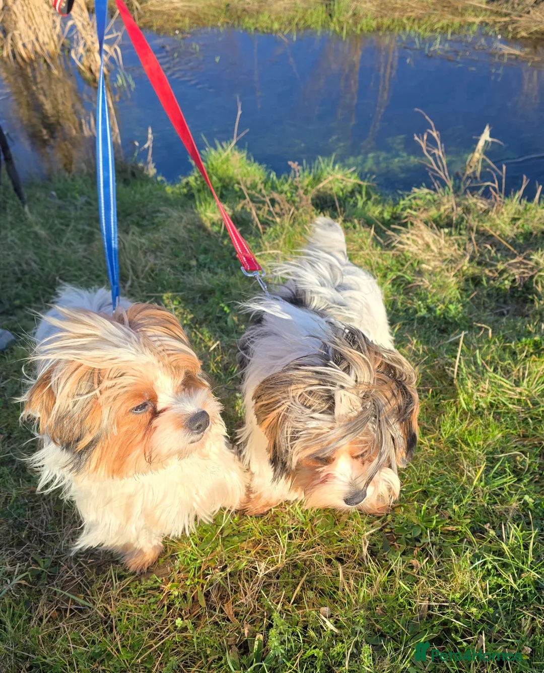 Biewer Terrier dogs for sale: 🐾 Adorable Biewer Terrier Puppies – Bedfordshire - Advert 15