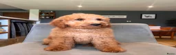 Goldendoodle dogs for sale: Mini Irishdoodle Ready now! health tested parents - Advert 11