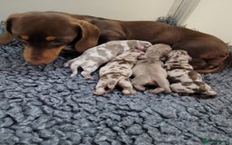 Miniature Dachshund dogs for sale: Kc miniature dachshunds - Image 10
