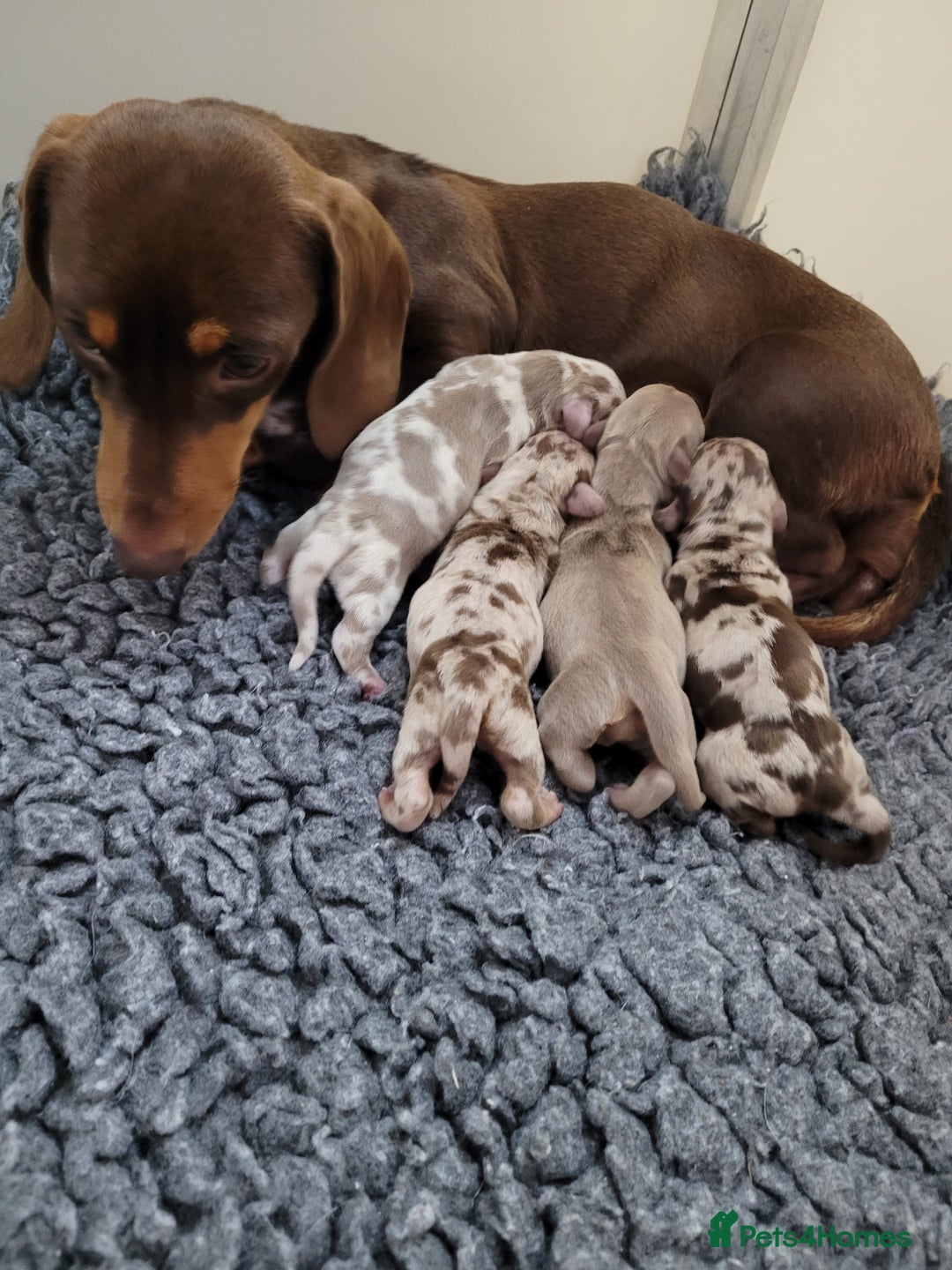 Miniature Dachshund dogs for sale: Kc miniature dachshunds - Image 10