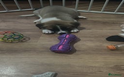 Akita dogs for sale: 5 Beautiful akita puppies in Willenhall - Image 12