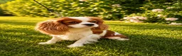 Cavalier King Charles Spaniel dogs for sale: Beautiful KC reg 1 year old girl - Advert 9