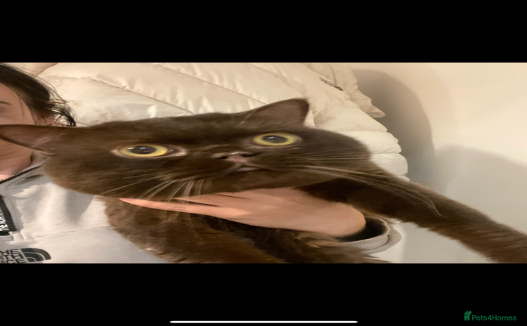 British Shorthair cats - Advert 1