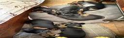 Miniature Dachshund dogs for sale: Six beautiful miniature smooth haired dachshunds - Advert 16