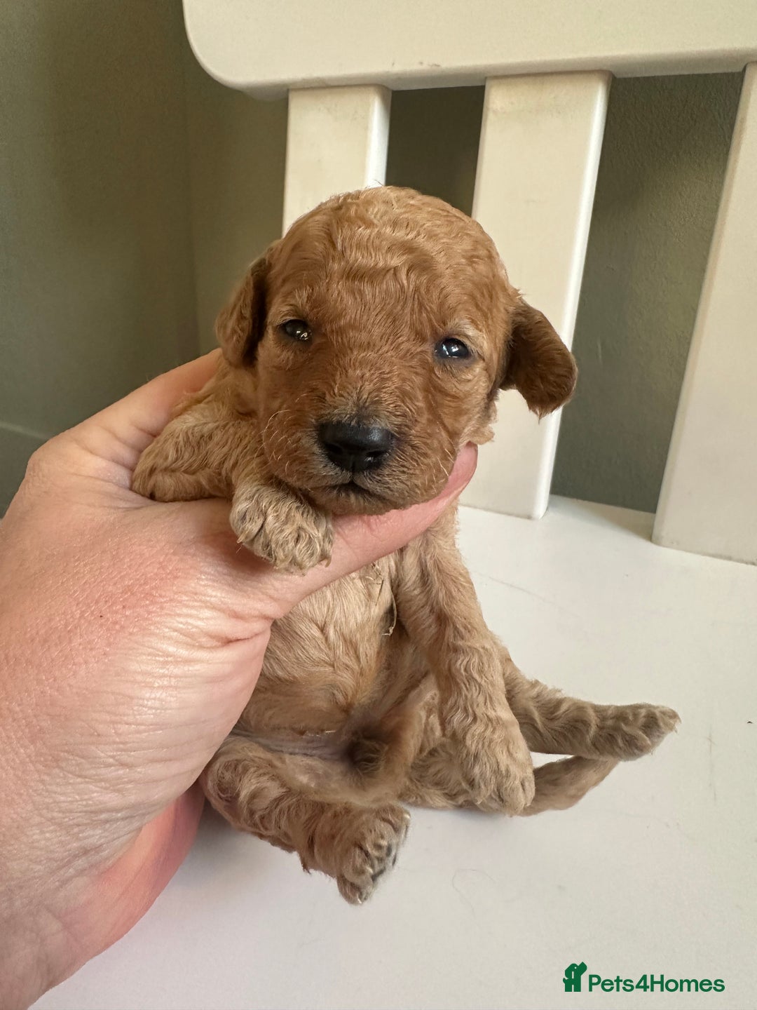 Goldendoodle dogs for sale: Miniature Goldendoodles - Ready Mid December  - Advert 10