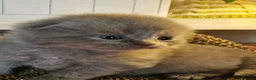 British Shorthair cats for sale: BRITISH SHORTHAIR X SCOTTISH FOLD - Advert 15