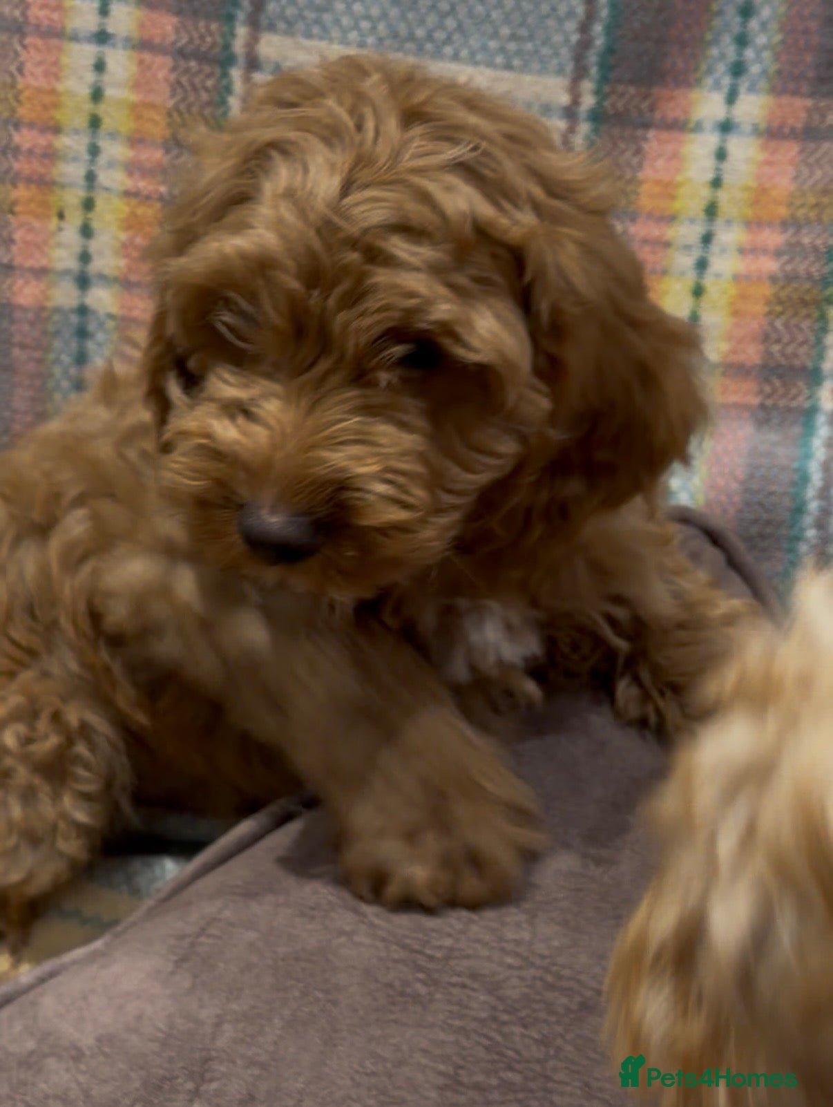 Cockapoo dogs Gorgeous F1 Cockapoo Puppies  - Advert 2