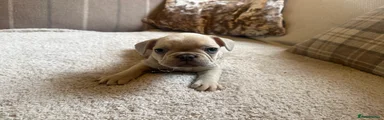 French Bulldog Puppy 6