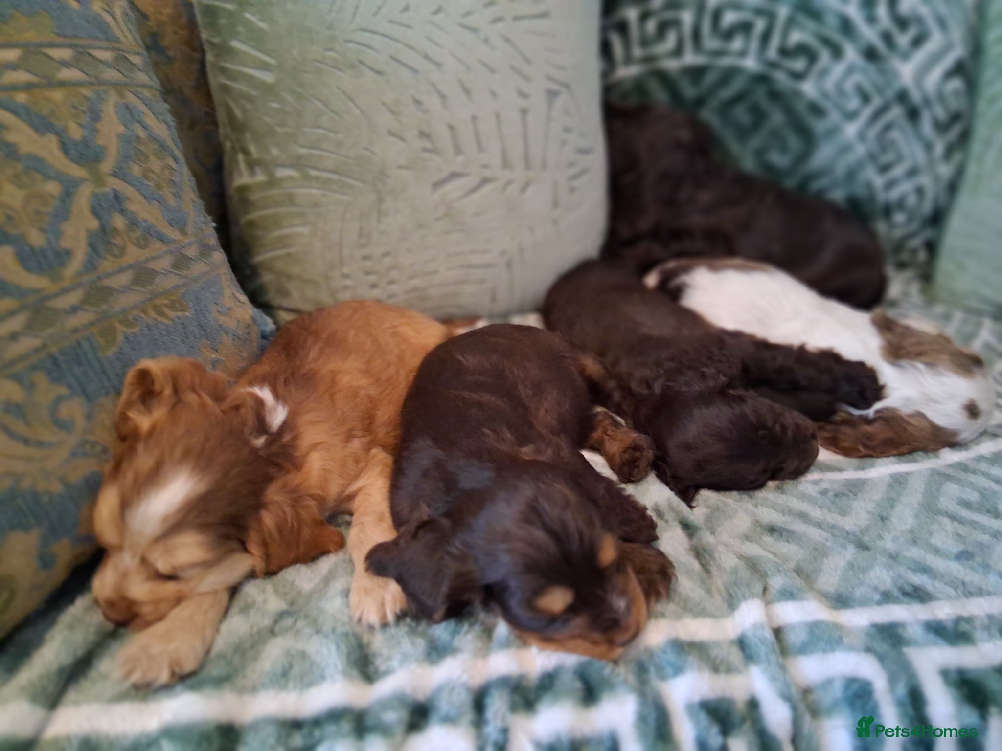 Cocker Spaniel dogs Beautiful KC Reg Showtype Cocker Spaniel puppies  - Advert 1
