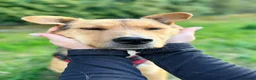 Mixed Breed dogs for adoption: ❤️🐶 STELLA – SHE BUILDS HER WORLD AROUND YOU in Burton-on-Trent - Advert 20