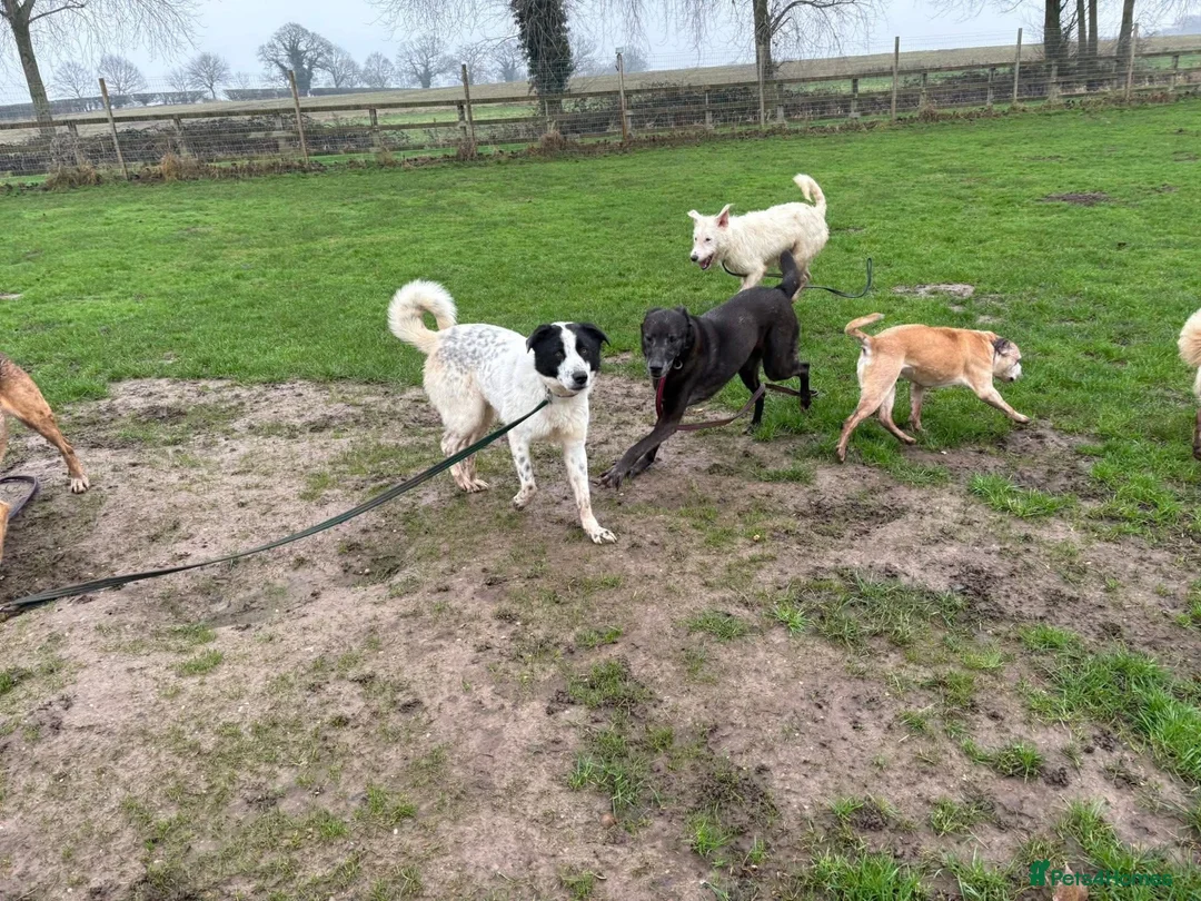 Mixed Breed dogs for adoption: Desmond - Norwich Norfolk  - Advert 12