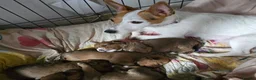 Jackapoo dogs for sale: Beautiful jackapoo puppies - Advert 7