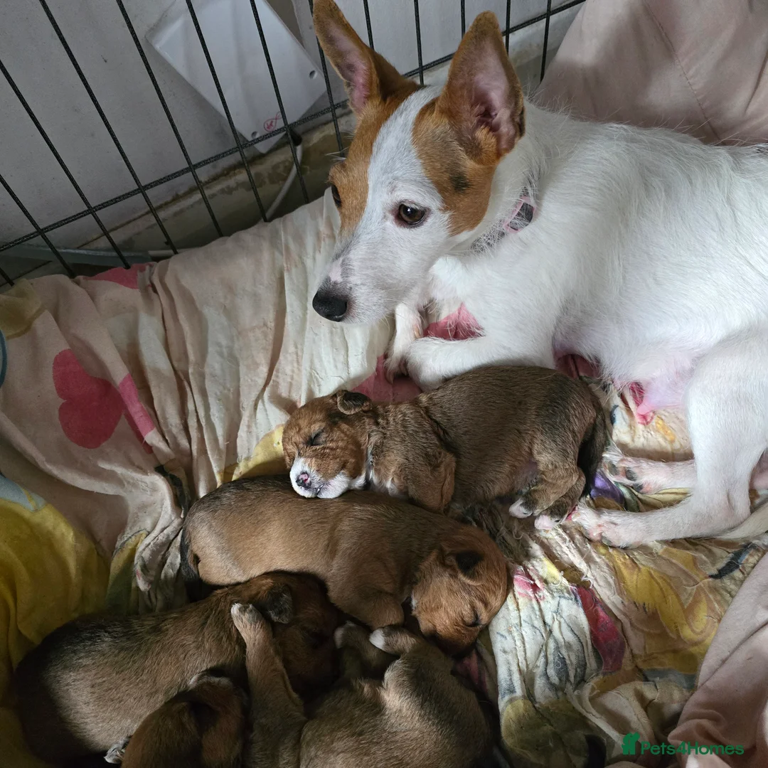 Jackapoo dogs for sale: Beautiful jackapoo puppies - Advert 7