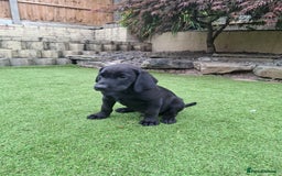 Labrador Retriever dogs for sale: ONLY 2 LEFT. Beautiful Healthy Labrador Puppies - Image 37