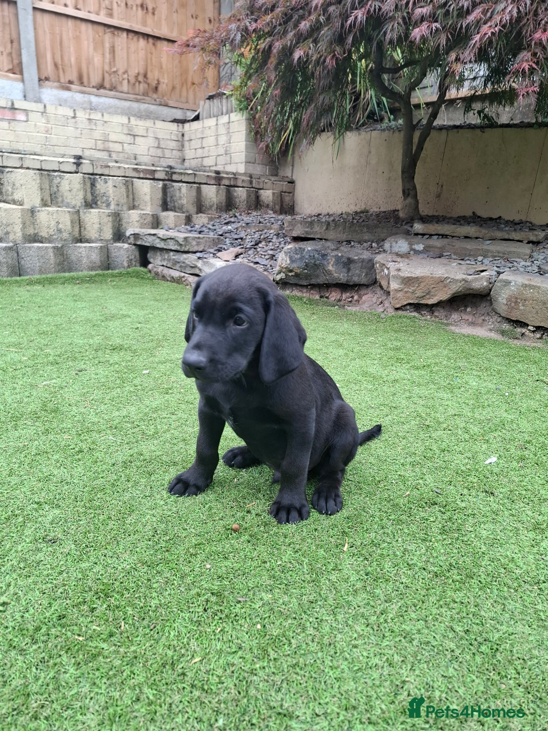 Labrador Retriever dogs for sale: ONLY 2 LEFT. Beautiful Healthy Labrador Puppies - Image 37
