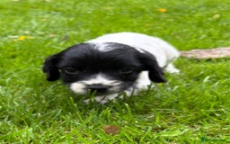 Sprocker dogs for sale: Beautiful Sprocker pups - Image 5