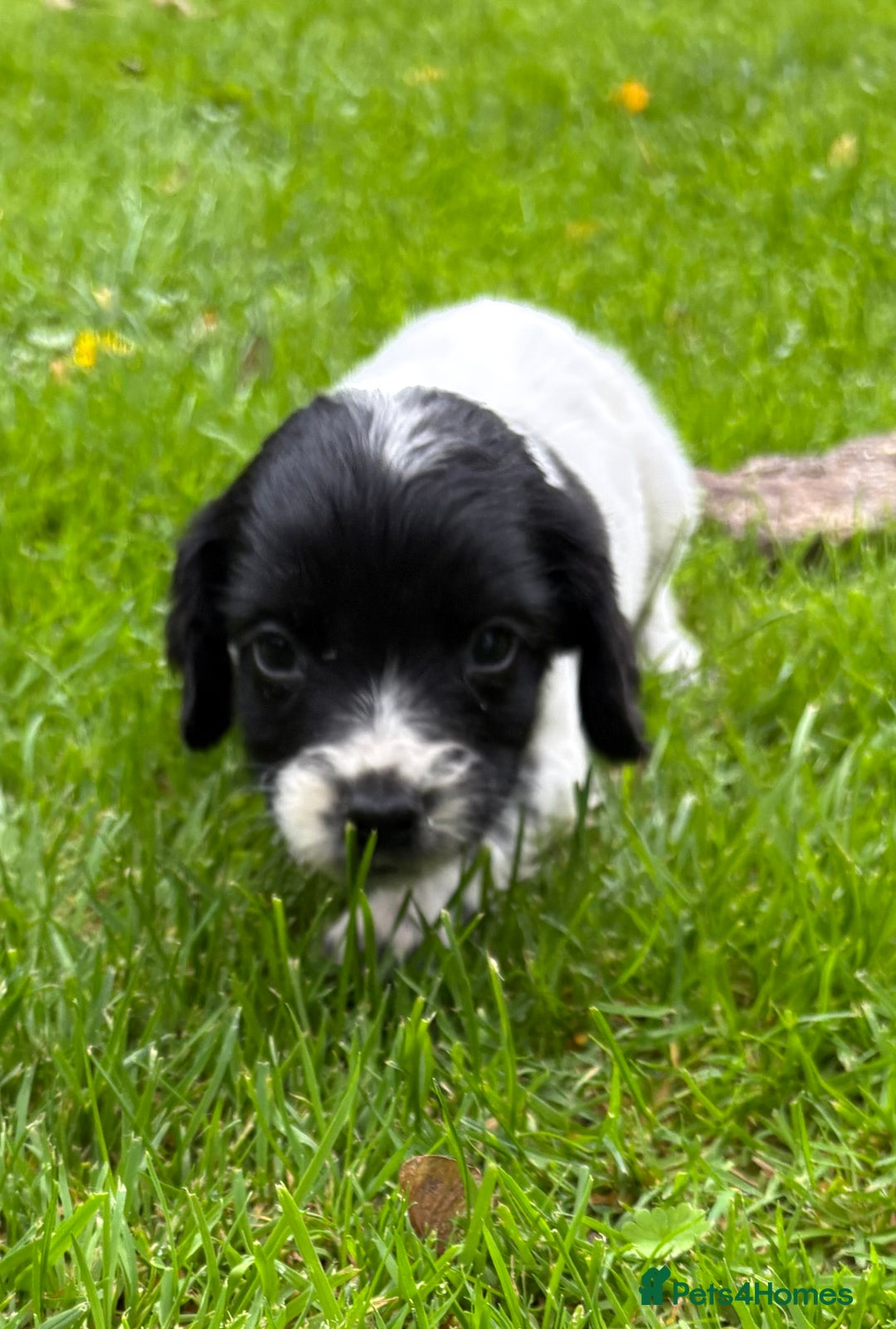 Sprocker dogs for sale: Beautiful Sprocker pups - Image 5