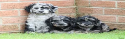 Cockapoo dogs for sale: F1 COCKAPOO PUPPIES FOR SALE - Advert 37