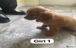 Cocker Spaniel dogs for sale: OUT STANDING GOLDEN SHOW TYPE COCKER SPANIEL  - Image 9