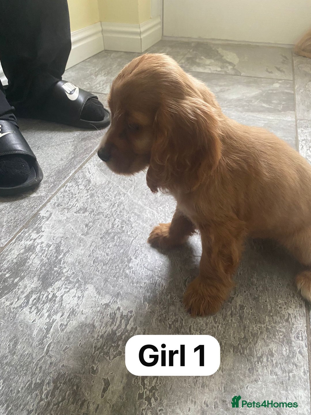 Cocker Spaniel dogs for sale: OUT STANDING GOLDEN SHOW TYPE COCKER SPANIEL  - Image 9