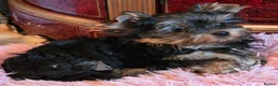 Yorkshire Terrier dogs for sale: Beautiful Yorkshire Terrier Girls - Advert 8