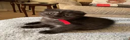 Scottish Fold cats for sale: Reduced in price Scottish fold 2 left boys £275 - Advert 8