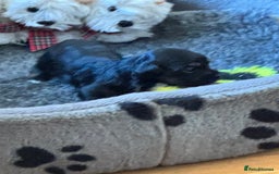 Havanese dogs for sale: Havanese Puppies For Sale - Advert 4