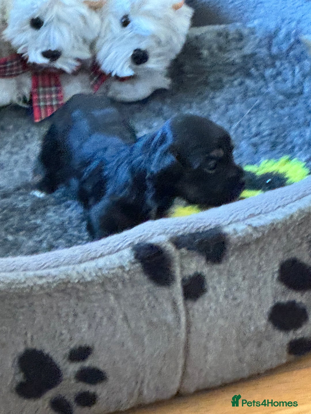 Havanese dogs for sale: Havanese Puppies For Sale - Advert 4