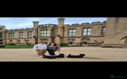 Scottish Terrier dogs for sale: Scottish terrier Puppies  - Advert 9