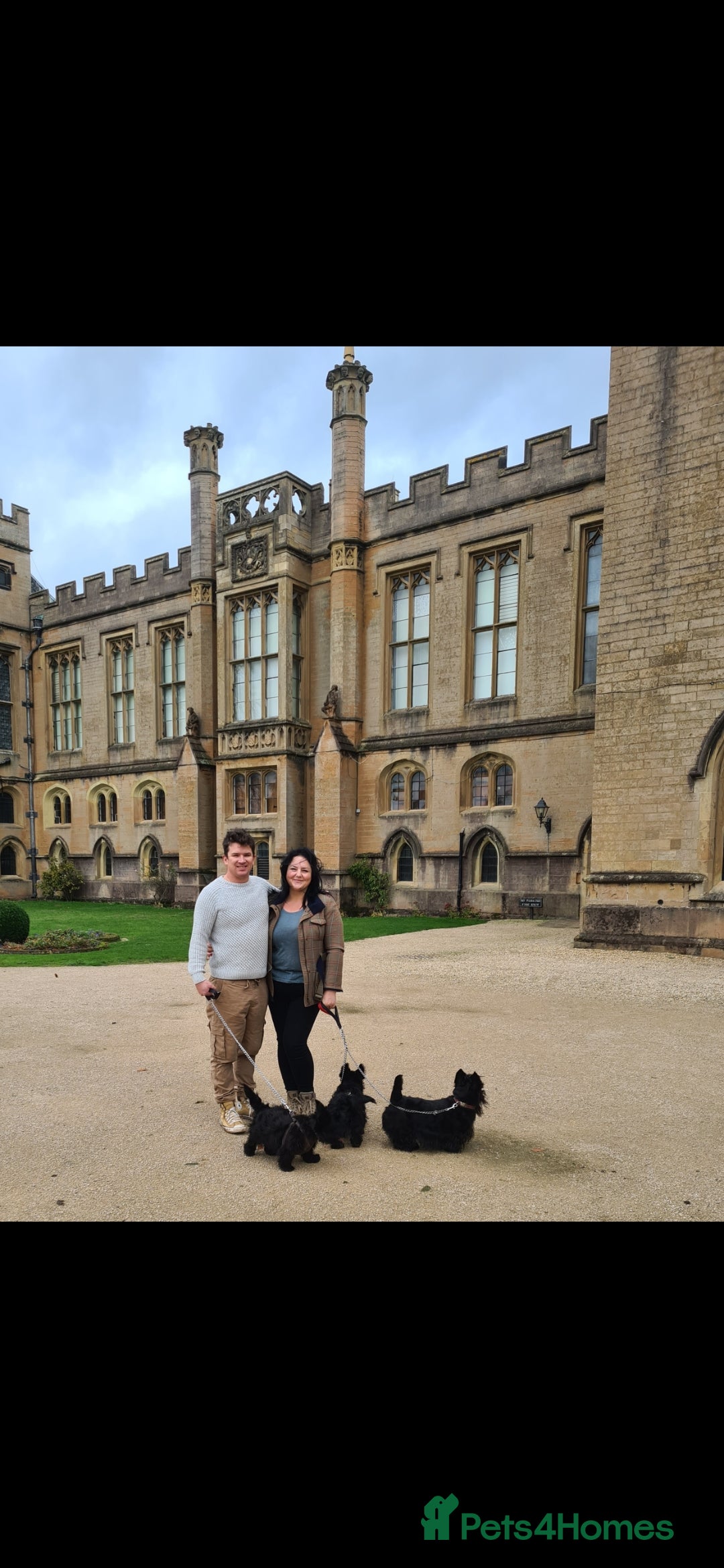 Scottish Terrier dogs for sale: Scottish terrier Puppies  - Advert 9